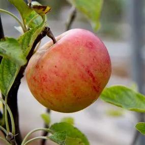 Chivers Delight (Apple Malus domestica Chivers Delight) Img 1